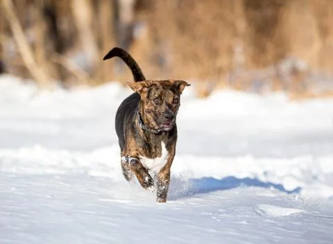 A mixed breed dog running through the snow Stock Photos