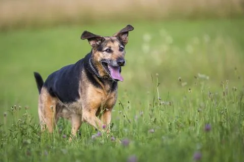 A mixed-breed dog runs through a flower meadow Stock Photos