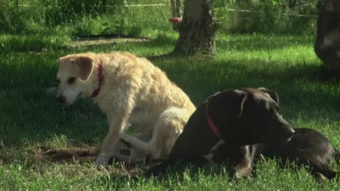 Mixed-Breed Dog Scratching Itchy Fur on Lush Garden Grass Stock Footage 337164587