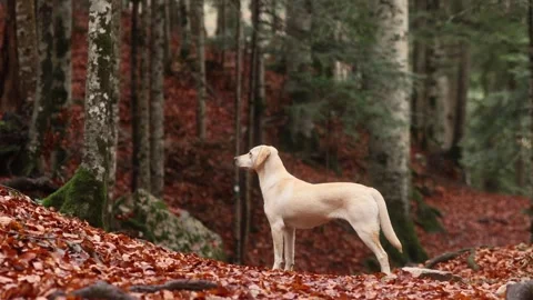 Mixed breed dog standing among autumn forest leaves Stock-Footage 345659534