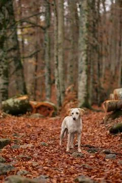 Mixed breed dog standing on leaf-covered ground Stock Photos