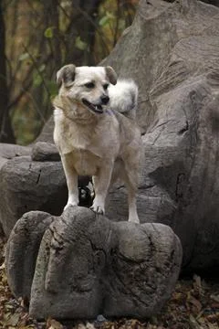 Mixed breed dog on tree trunk Stock Photos