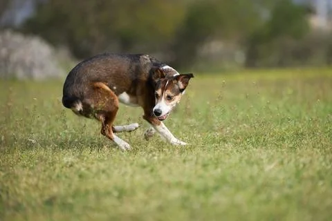 Mixed breed dog turning while running Stock-Fotos