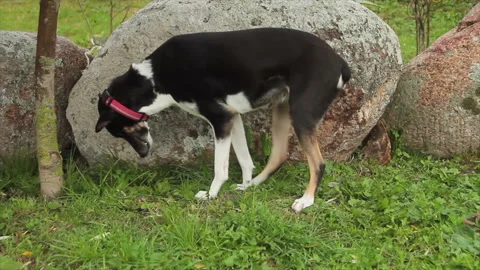 Mixed breed dog vomiting with vomiting efforts Stock Footage 145892631