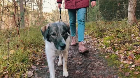 Mixed breed dog walking through the forest. Stock Footage