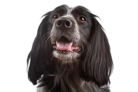 Mixed breed dog.border collie, cocker spaniel Stock Photos