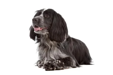 Mixed breed dog.border collie, cocker spaniel Stock Photos