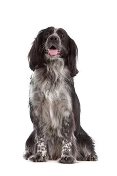Mixed breed dog.border collie, cocker spaniel Stock Photos