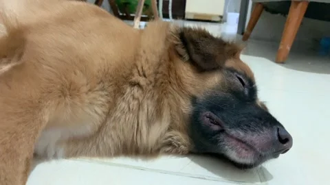 A mixed-breed German Shepherd dog is sleeping Stock Footage 283933227