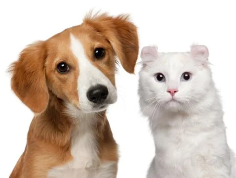Mixed-breed puppy, 4 months old and a American Curl cat, 1 and a half years old, Stock Photos