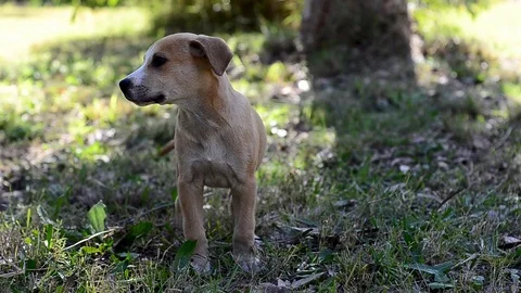 Mixed breed puppy looking left in sunny natural background Stock Footage 101308929