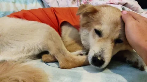 Mixed Breed Puppy Sleeping on Bed While Owner Strokes Its Head Stock Footage 332587930