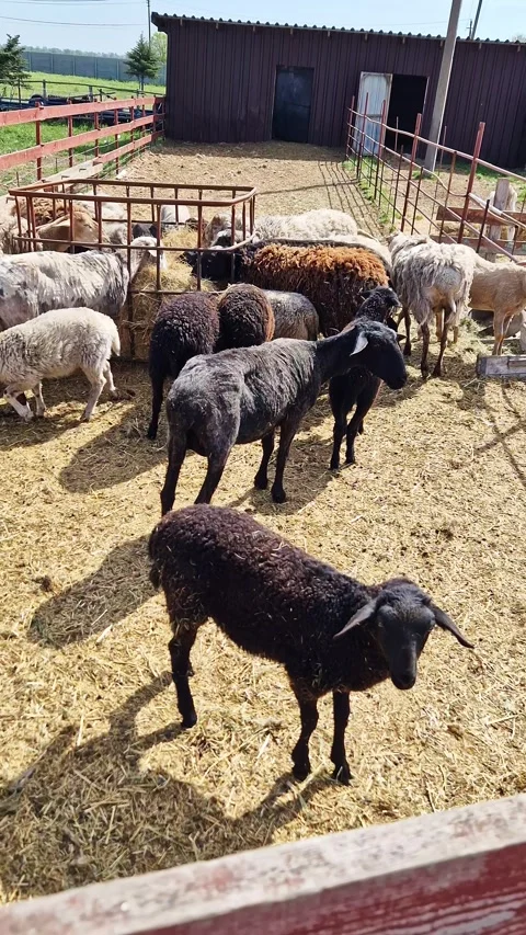 Mixed Breed Sheep Standing in Rural Farm Enclosure During Daytime 스톡 동영상 339077594