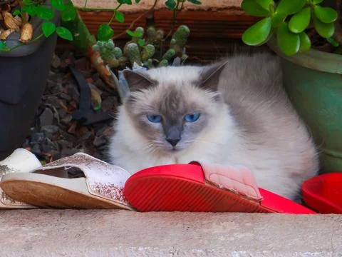 Mixed breed siamese cat 스톡 사진