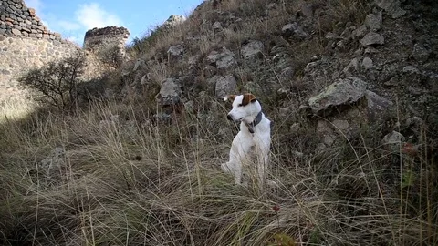 Mixed breed stray dog is scratching the itch in the mountains Stock Footage 82795386