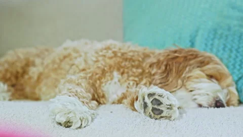 Mixed breed toy poodle and havanese dog resting comfortably on a couch with a Stock Footage 332965385
