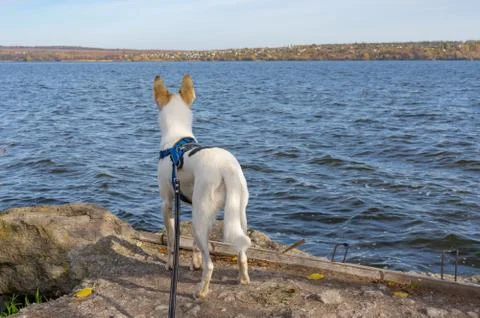 Mixed-breed white dog in breast-band standing on a Dnipro riverside Stock Photos