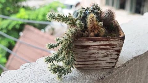 Mixed cacti in a square ceramic pot on a balcony ledge. 動画素材 348481555