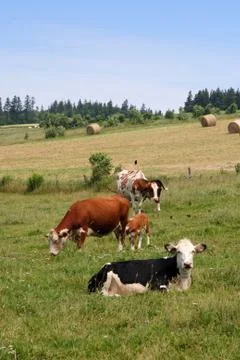 Mixed cattle Stock Photos