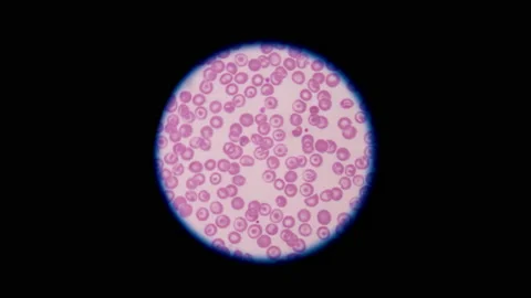 Mixed cells in stop motion footage. Stock Footage 200407835