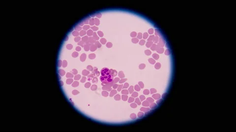 Mixed cells in stop motion footage. Stock Footage 200409036