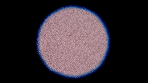 Mixed cells in stop motion seen. Stock Footage 129495474