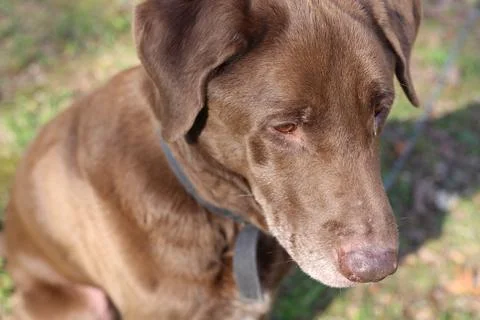 Mixed Chocolate Lab Stock Photos