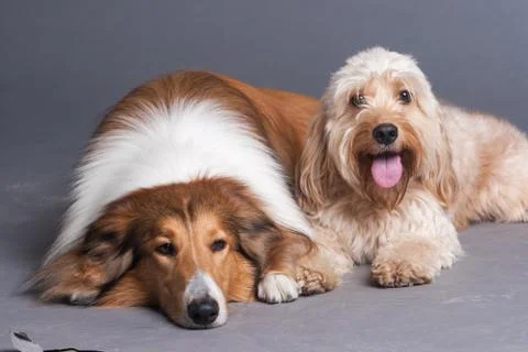 Mixed Cocker Spaniel and Rough Collie Foto stock