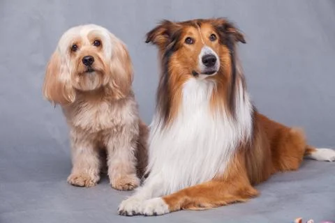 Mixed Cocker Spaniel and Rough Collie Stock Photos