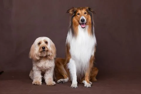 Mixed Cocker Spaniel and Rough Collie Stock Photos