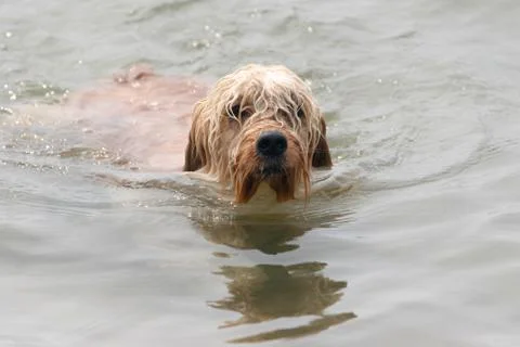 Mixed Cocker Spaniel Stock Photos