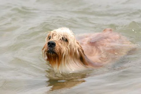 Mixed Cocker Spaniel Stock Photos