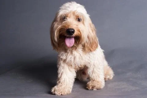 Mixed Cocker Spaniel Stock Photos