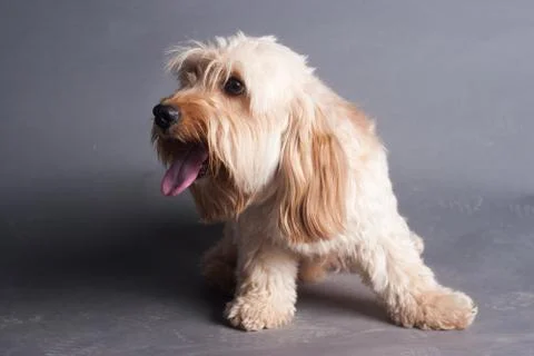 Mixed Cocker Spaniel Stock Photos