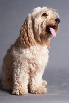 Mixed Cocker Spaniel Stock Photos