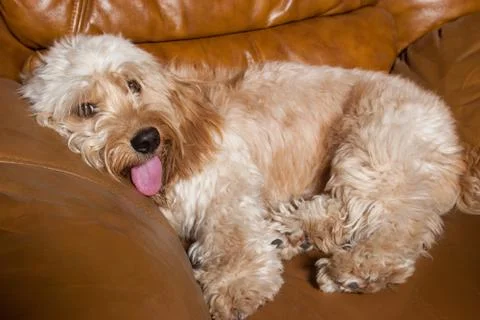 Mixed Cocker Spaniel Stock Photos