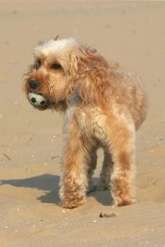 Mixed Cocker Spaniel Stock Photos