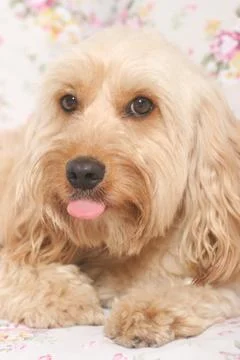 Mixed Cocker Spaniel Stock Photos