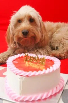 Mixed Cocker Spaniel Stock Photos
