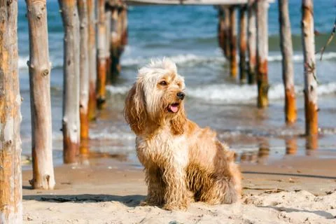 Mixed Cocker Spaniel Foto stock