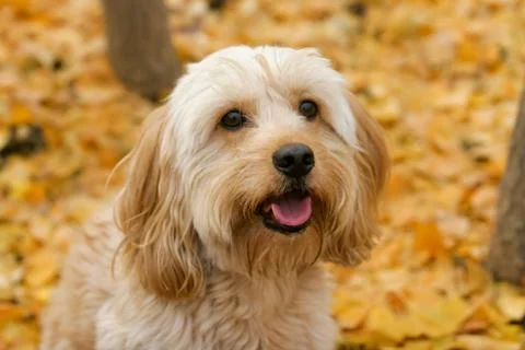 Mixed Cocker Spaniel Stock Photos
