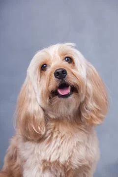 Mixed Cocker Spaniel Foto stock