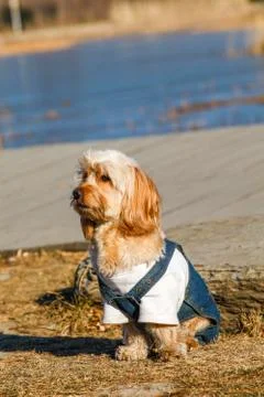Mixed Cocker Spaniel Stock Photos