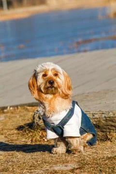 Mixed Cocker Spaniel Stock Photos