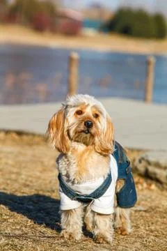 Mixed Cocker Spaniel Stock Photos