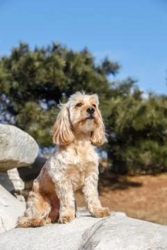 Mixed Cocker Spaniel Stock Photos
