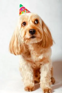 Mixed Cocker Spaniel Stock Photos