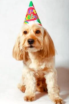 Mixed Cocker Spaniel Stock Photos