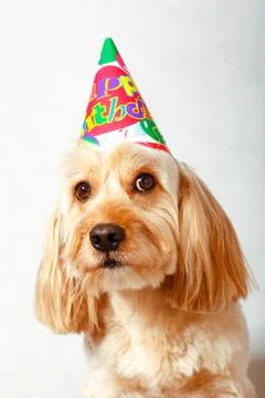 Mixed Cocker Spaniel Stock Photos