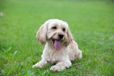 Mixed Cocker Spaniel Stock Photos